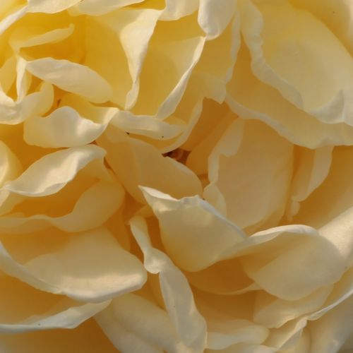 Comprar rosales online - Amarillo - Rosas nostálgicas - rosa de fragancia intensa - Rosal új termék - Heinrich Schultheis - -